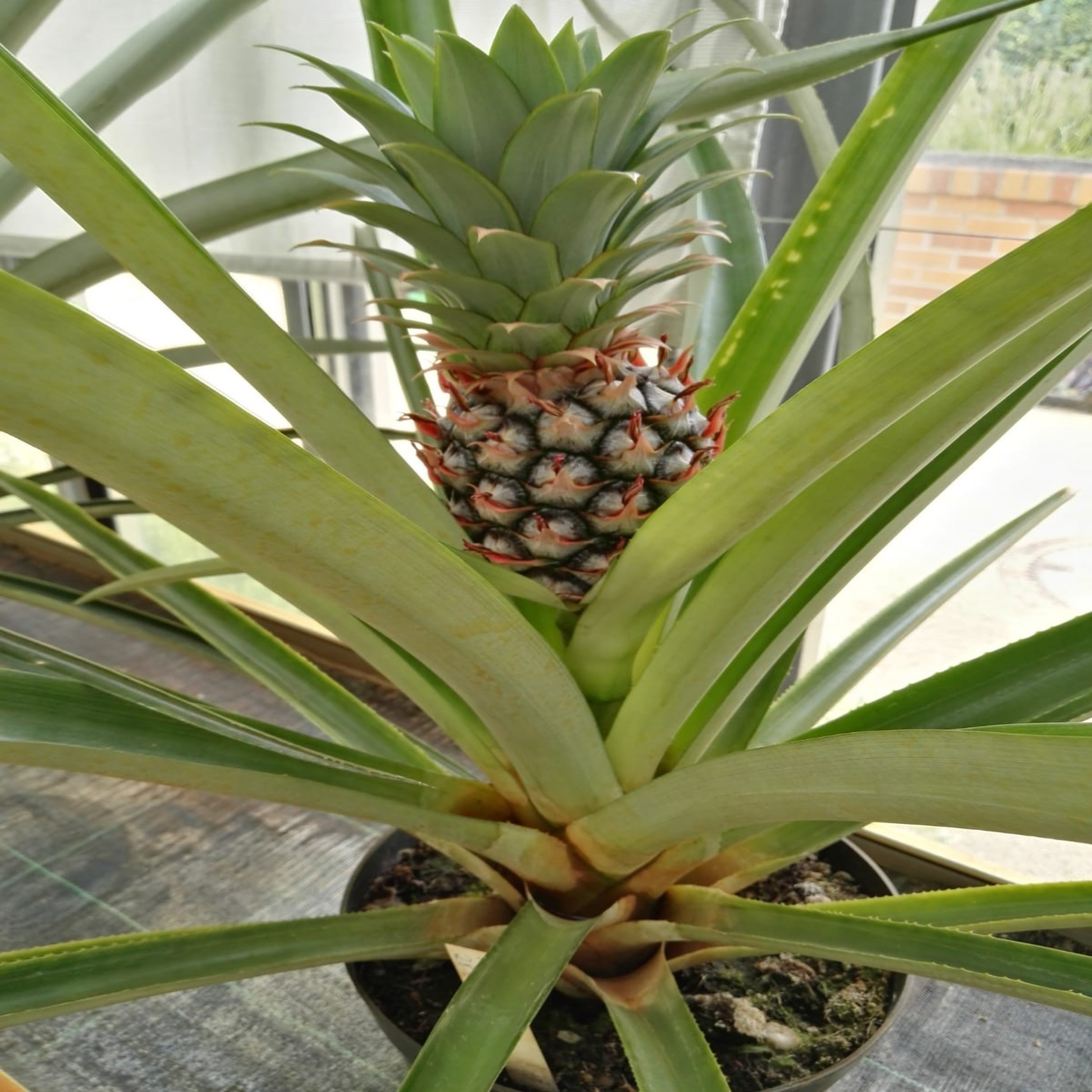 Ananas