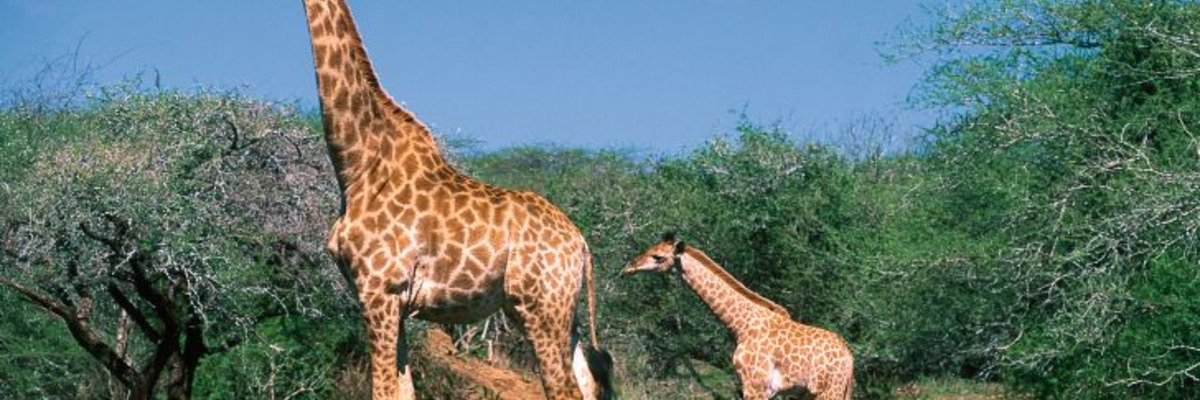 Afr Giraffe mit Jungtier PS