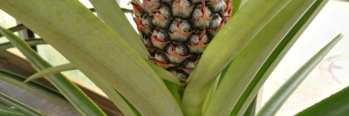 Ananas