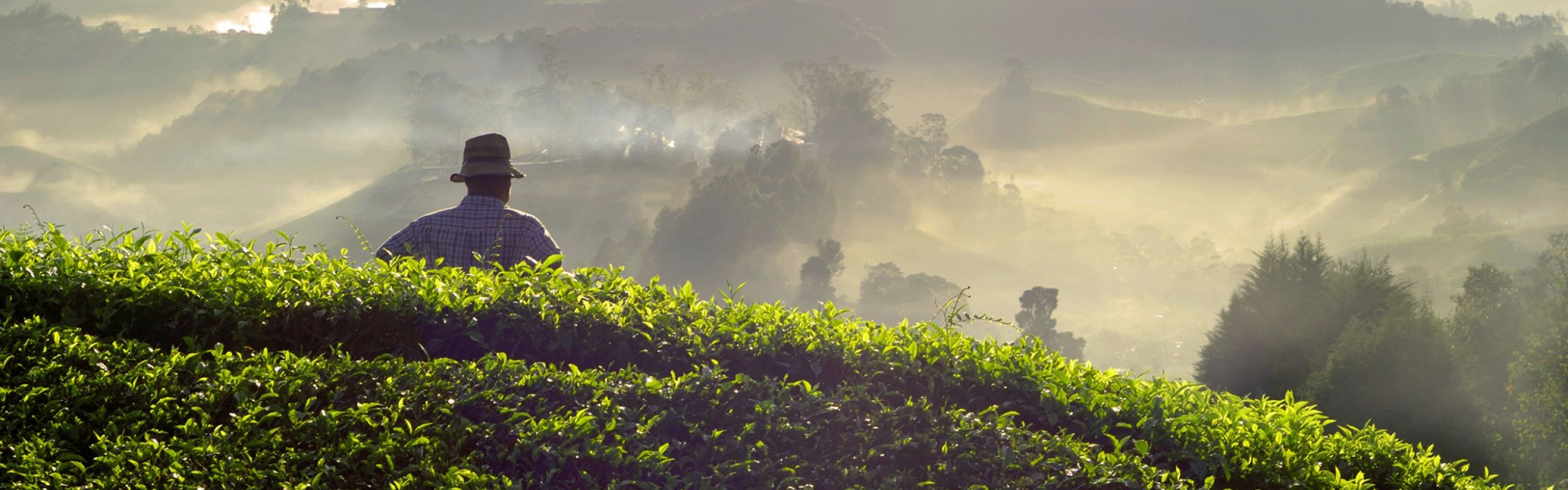 tea-plantation-in-malaysia